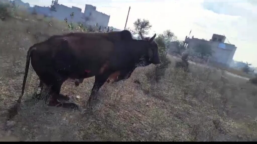 Five minors arrested for injuring a cow by cutting its legs near Shradvanath Ashram Mukundgarh.